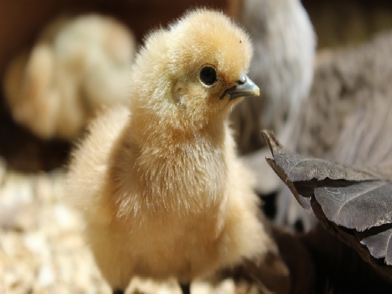 会影响试管周期（免疫性抗体检查费用）